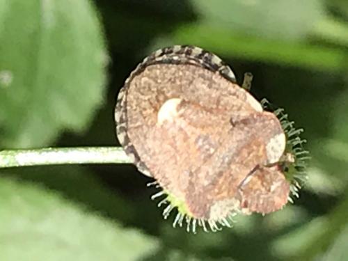 Dyroderes umbraculatus